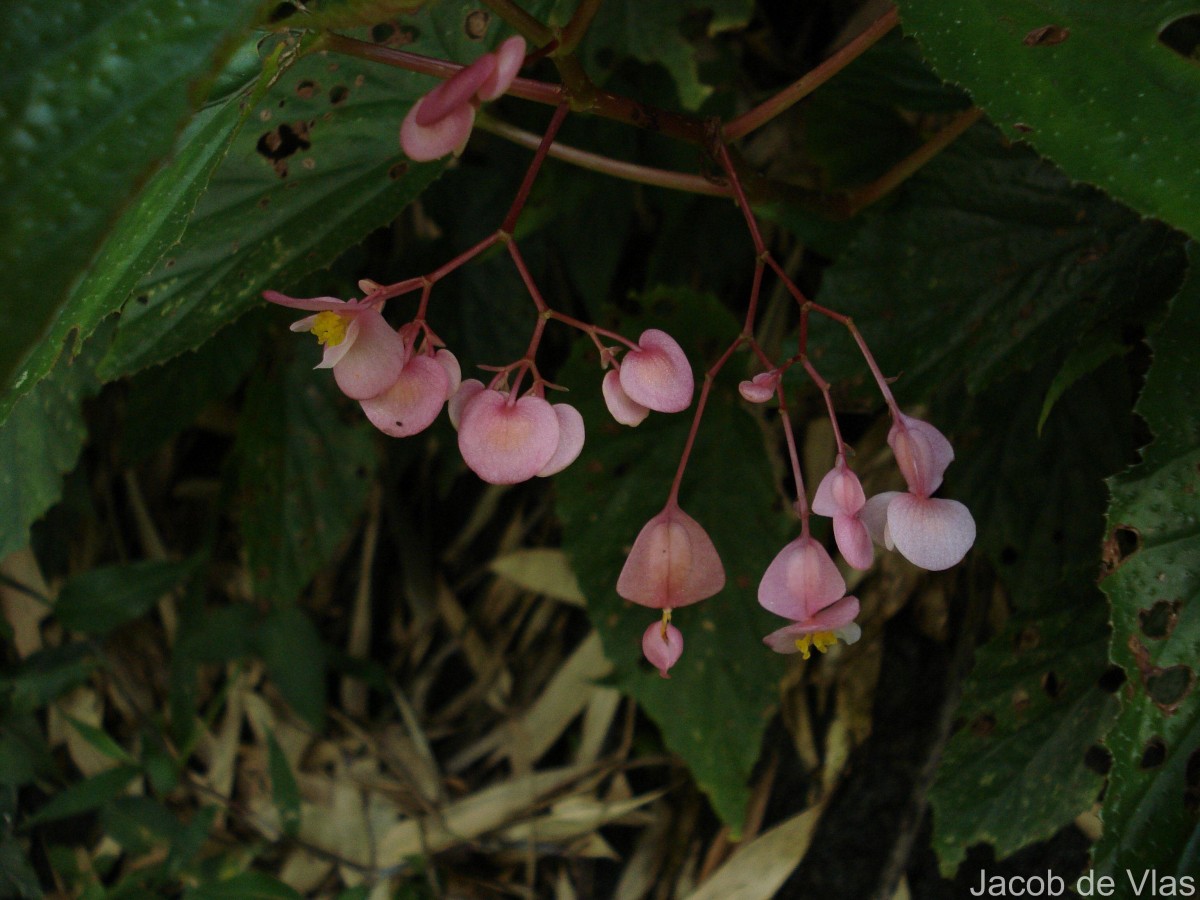 Begonia malabarica Lam.